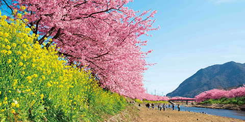 Kawazu-zakura (Kawazu Cherry Blossoms)